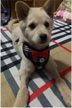 Debonair Suit Vest Harness